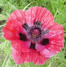 Türkischer Mohn Central Park - Papaver orientale