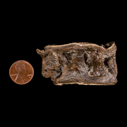 2,4 Zoll Ichthyodectes Fisch fossile Wirbel späte Kreidezeit Niobrara-Formation - Bild 3 von 10