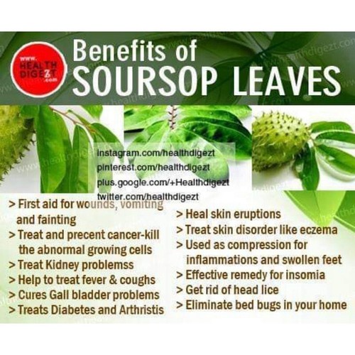 KEYXE Premium Soursop Graviola Leaf Tea | 75 Bags | 75g | 100% Natural | BB 9/26 - Picture 9 of 18