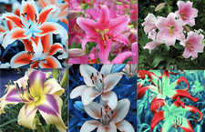 20 SEED PACK for Germination of exotic LILY plant bloom bush flower bed garden