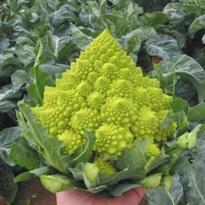 50+ Romanesco Broccoli Seeds - NON GMO -- HEIRLOOM - ORGANIC -- FRESH
