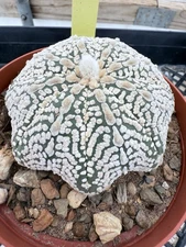 Astrophytum Asterias Super Kabuto Star Shape Beautiful Large 6” Pot