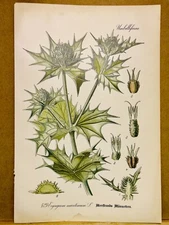 1886 ANTIQUE PICTURES LITHOGRAPH ART PRINT BOTANY FLOWER FLORA NATURE DECO PO...