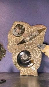Orthoceras, Ammonites, Fossil, plate, display specimen