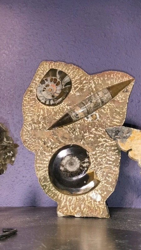 Orthoceras, Ammonites, Fossil, plate, display specimen