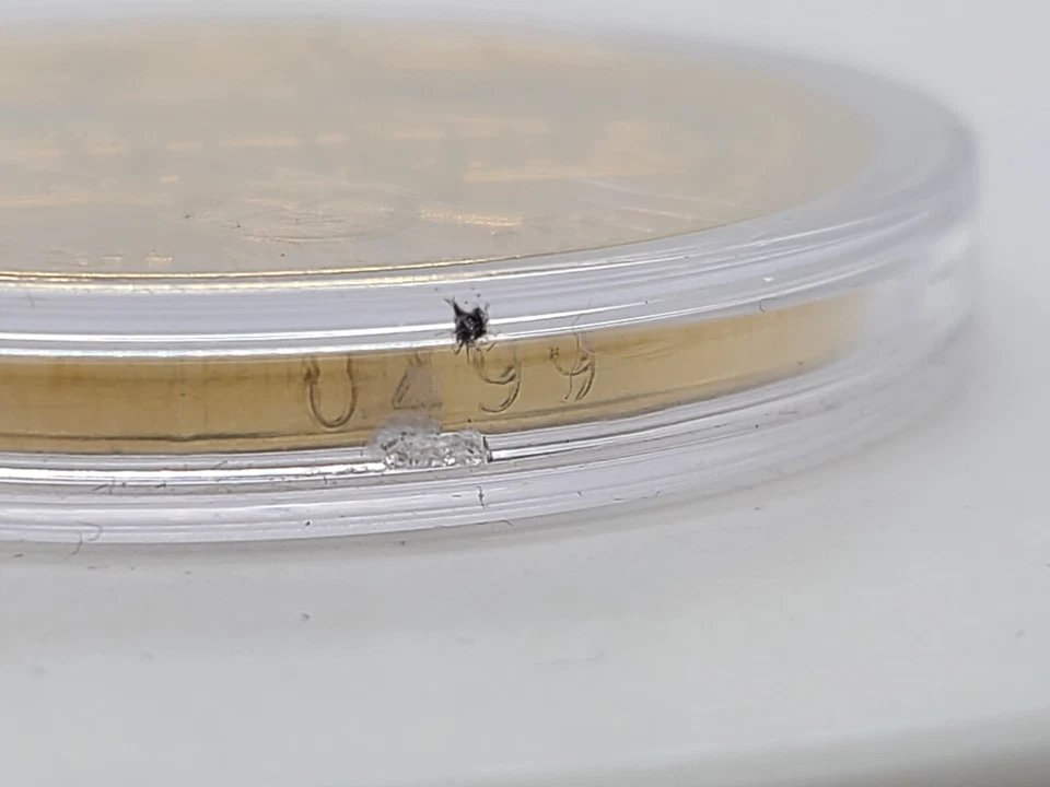 Moneda de Oro Edición Limitada Golden State Warriors 2022 Campeones Finales NBA Como Nueva Foto 3 de 3