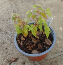ZELKOVA SERRATA JAPANESE ELM  seedling 1 litre pot.