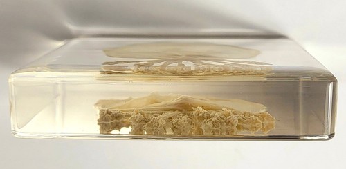2.9" Real Jellyfish in Clear Lucite Resin Preserved Sea Marine Animal Collection - Picture 9 of 14