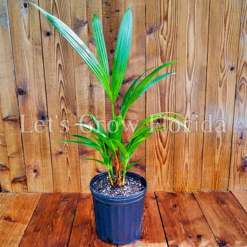 Cyrtostachys renda, ‘Red Sealing Wax’ / ‘Lipstick’ Palm Tree - Picture 6 of 28