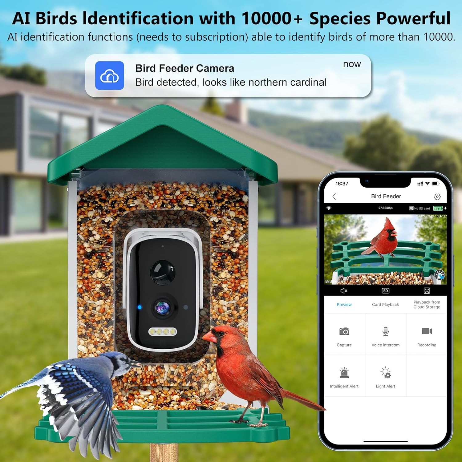 Smart Bird Feeder with Camera, AI Species Identification Solar Green 