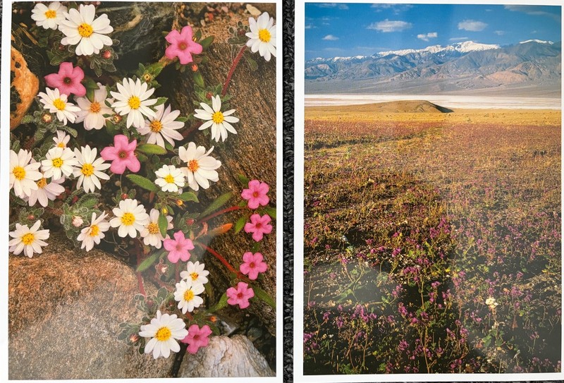 SPRING TIME in DEATH VALLEY NATIONAL PARK  - 2 Postcards - Spring Flowers
