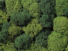 Noch 8621 All Scale Lichen Double-Pack - 2-3/...
