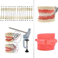 Kilgore NISSIN 200Type Dental Typodont Model 32pcs Removable Teeth Mounting Pole