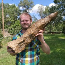 Triceratops Horn from the Famous - Hell Creek Formation - Cretaceous