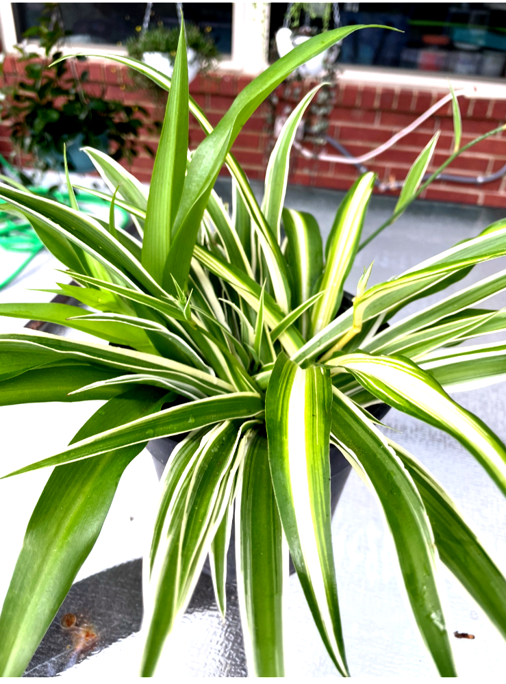 Three kind of different color spider plants well rooted plants eBay