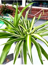 Three kind of different color spider plants well rooted plants