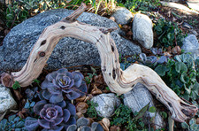 Manzanita Branch 25" Aquascape Aquarium Driftwood Reptile Terrarium Home Decor