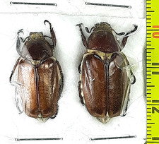 Scarabaeoidea, Melolonthinae, Anoxia villosa 2 males A1,  NE. Italy