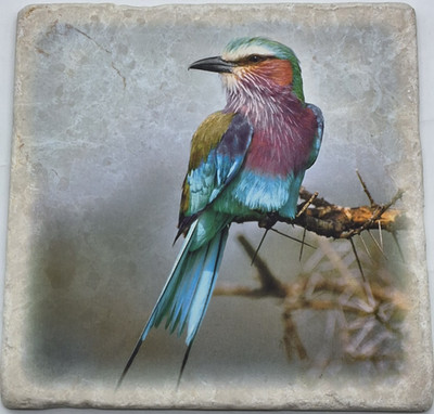 Hand Painted Bird Tile,'' ''Lilac Breasted Roller,'' ''Nature Wildlife Decor