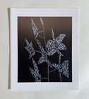 Jonas Wood Official Rare B &amp; W Orchid / Clipping B5 Limited Edition ...