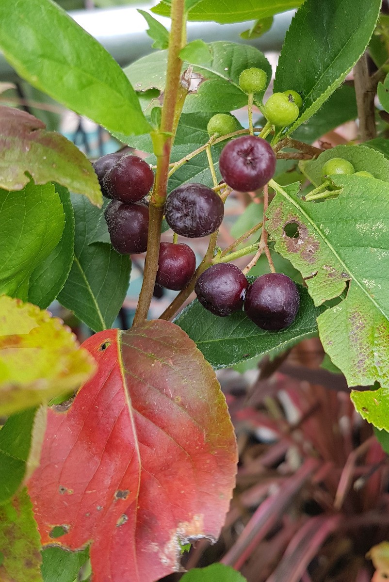 Aronia mitschurini Amit arbuste baies noires conteneur 4L