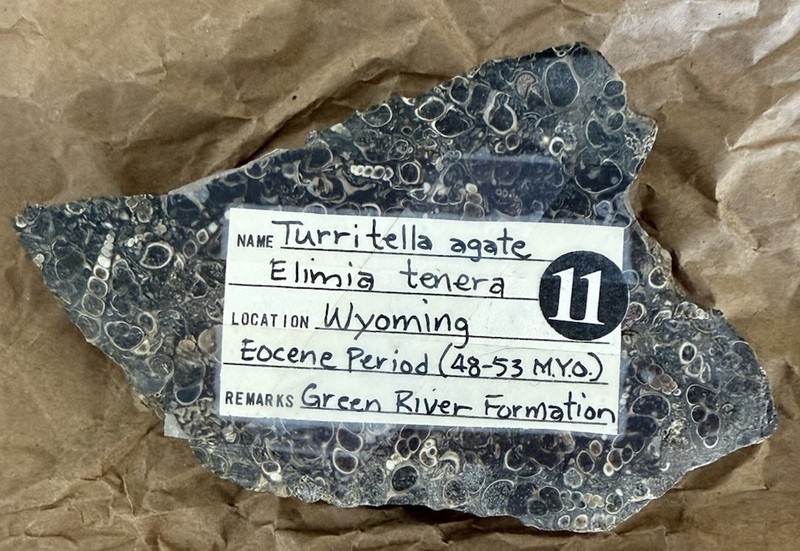 Turritella Agate Fossil Slab Elimia Tender Eocene Period Joe Coke Collection