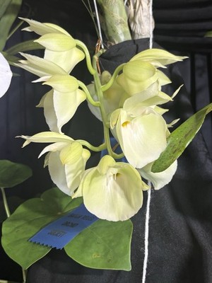 Catasetum pileatum  Jumbo Green Gold  - Species - 4  Pot - Huge Flowers