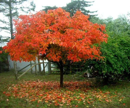 Live American Persimmon Tree – Diospyros virginiana – Fruiting Tree in 4" Pot