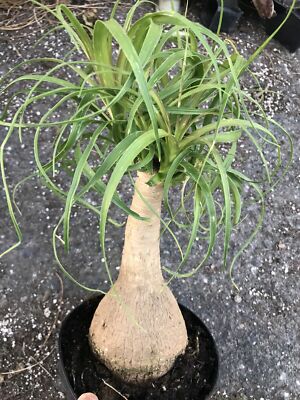 Beaucarnea guatemalensis - Red Ponytail, Guatemala Ponytail - 10 Sementes |  eBay
