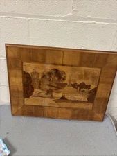 Boxwood Picture Please Read The Description