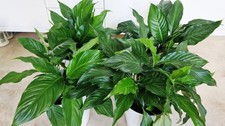 4x houseplants  , 40cm