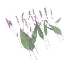 10PCS Real Pressed Dry flower, water pepper flower with stem, leaf for art FCD37