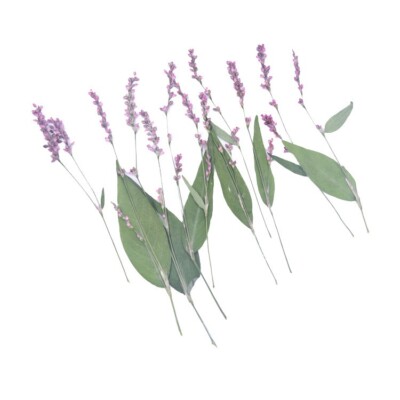 12PCS Pressed Dried flower, water pepper flower with stem, leaf for art FCD37