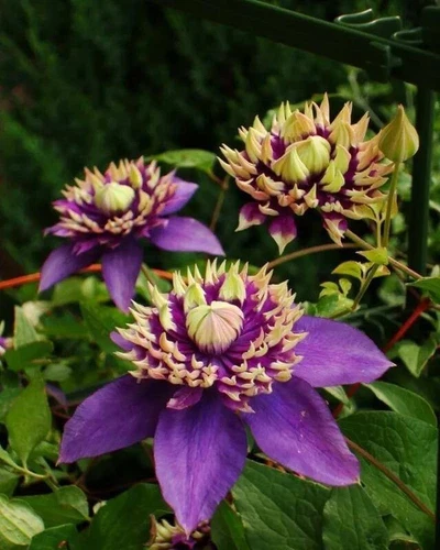Clematis taiga Flower Seeds 20Pcs Seed Perennial Flower seeds - Picture 5 of 8