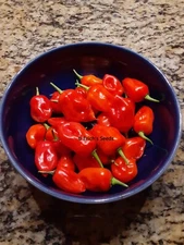 30+ Datil Sweet Pepper Seeds -  Florida Grown