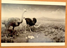 Hiroshi Sugimoto 1983 gallery postcard Sonnabend Gallery NYC