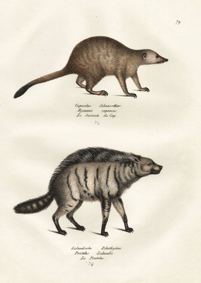 Erdmännchen meerkat mongoose Hyäne striped hyena Lithographie Brodtmann 1 306148