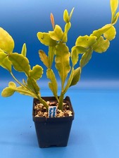 Rhipsalis Pachyptera Cactus - Ready For Hanging Basket- 3.5" Pot-