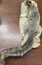 NICE EASTERN GRAY SQUIRREL Wall Mount On DRIFTWOOD ~ Taxidermy