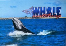 WHALE WATCHING - San Diego California - Postcard - Gray Whale