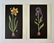 Pair of Iris & Jonquil Daffodil Butterfly Old World Print Vision Studio floral
