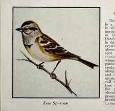 Tree Sparrow Bird Print 1931 Blue Book Birds Of America Animals Art PCBG21B