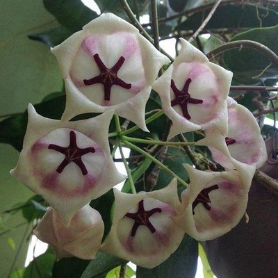 Hoya Archboldiana White - Rooted In 3.5'' pot - Multiple Nodes!