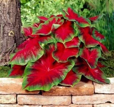 2 Florida Cardinal Caladium Bulbs for Planting - Perennial Hosta (2 Bulbs
