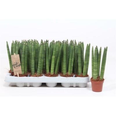 Sansevieria Cylindrica Straight Bogenhanf Schwiegermutterzunge bessere  Raumluft | eBay