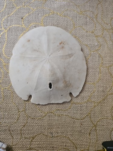 NATURAL 5 SAND DOLLARS SHELLS - Picture 15 of 17