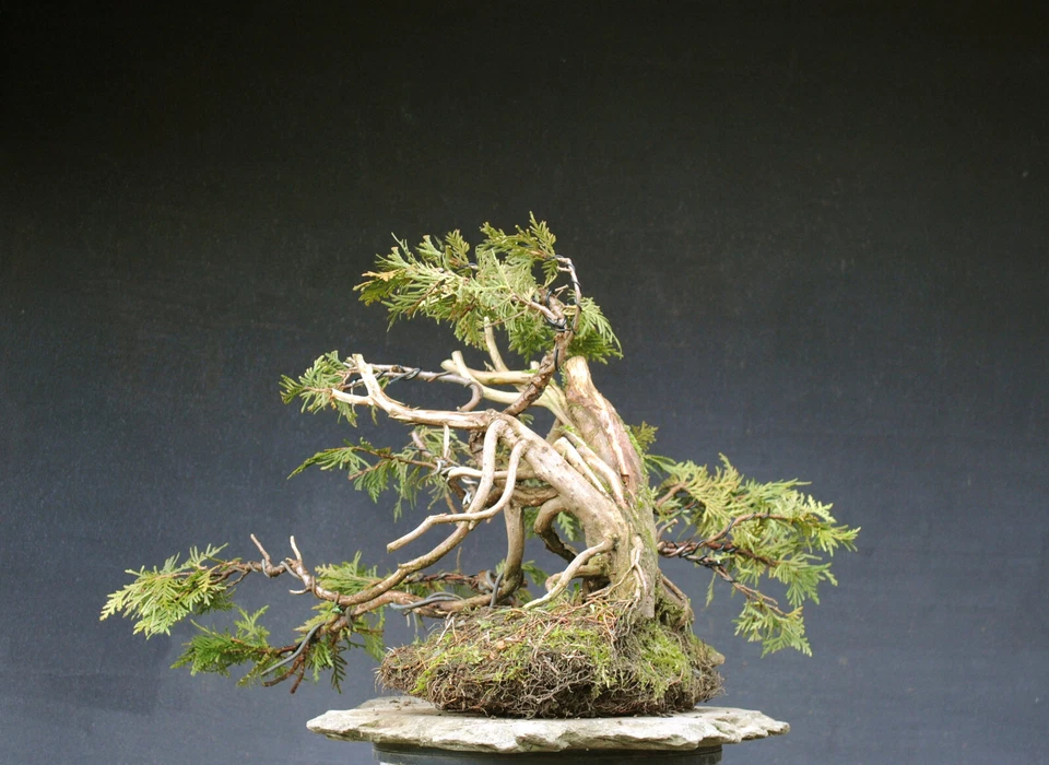 Bonsai outdoor winterhart Thuja  H40 B50 D5 cm - Bild 4 von 4