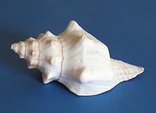 Real Sea Shell Triplofusus princeps 13cm North America Horse Snail Decoration