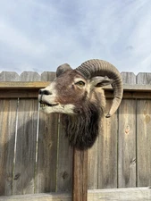Vintage Mouflon Ram Mount Taxidermy With Teeth Showing Shoulder Mount