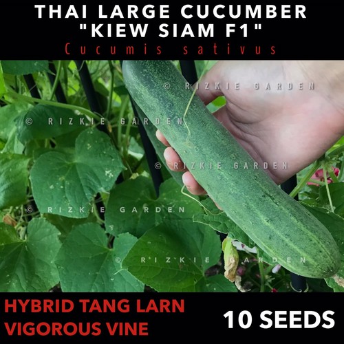 ⭐️OUT OF STOCK⭐️ - Rare Large Thai Cucumber, Cucumis sativus, Tang Larn - Picture 7 of 10